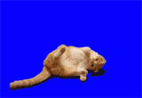 160-1.gif