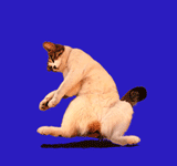 160.gif