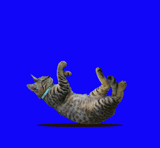 160.gif
