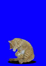 160.gif