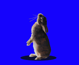160.gif
