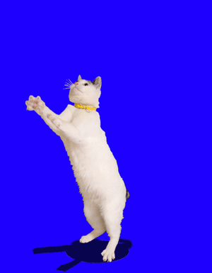300-1.gif