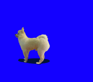 300.gif