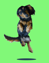ani3.gif