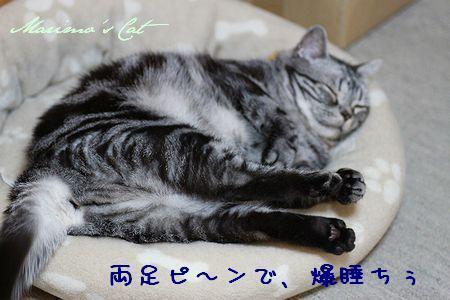 taru.jpg