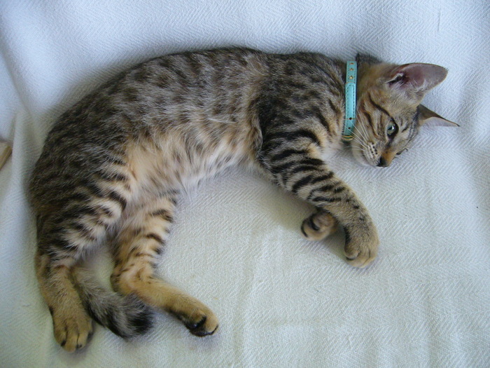 P1100470 - コピー.JPG