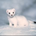でぶねこ